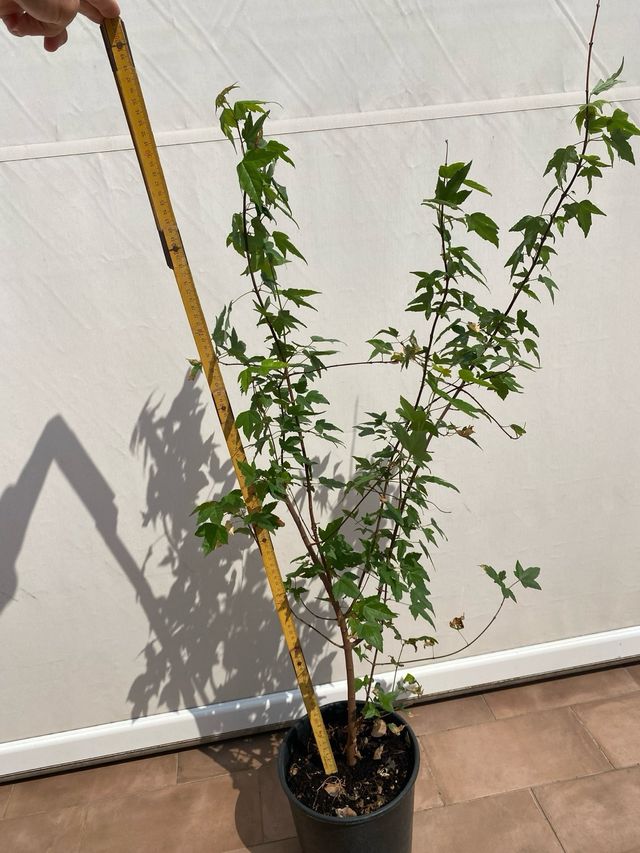 Acero tridente in vaso