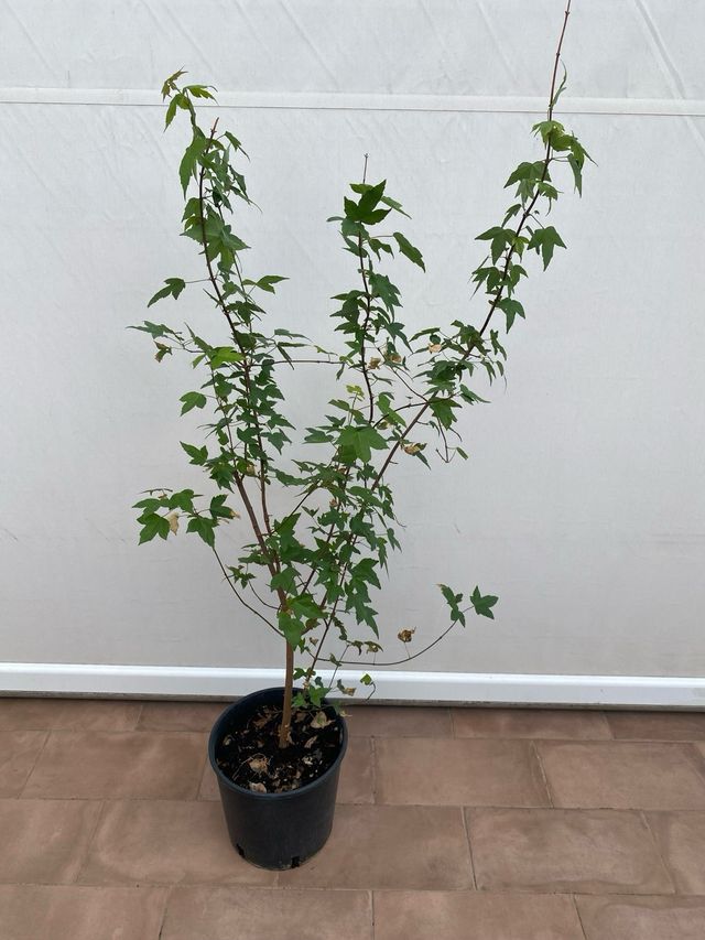 Acero tridente in vaso