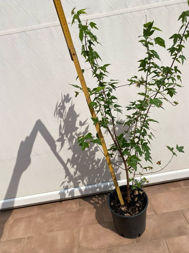 Acero tridente in vaso