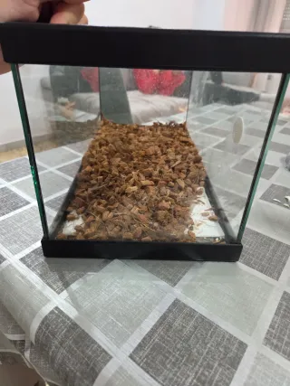 Terrario Gecko Leopardo 30x15x15