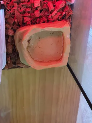 Terrario Gecko Leopardo 30x15x15