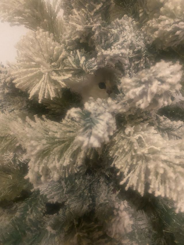 Árbol de Navidad Verde y Blanco