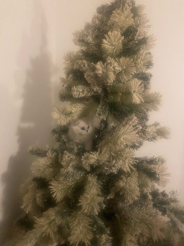 Árbol de Navidad Verde y Blanco