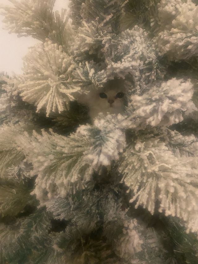 Árbol de Navidad Verde y Blanco