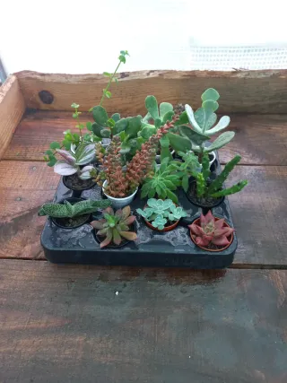 Lote 12 Suculentas Variadas