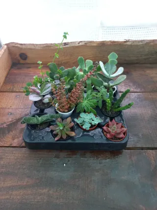 Lote 12 Suculentas Variadas