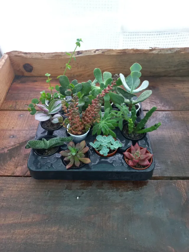 Lote 12 Suculentas Variadas