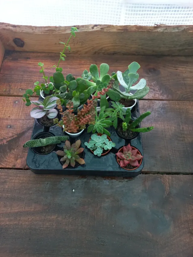 Lote 12 Suculentas Variadas