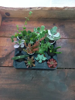 Lote 12 Suculentas Variadas