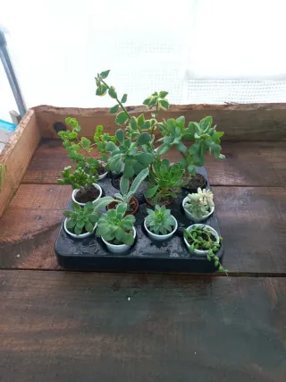 Conjunto de 12 Plantas Suculentas Variadas