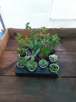 Conjunto de 12 Plantas Suculentas Variadas