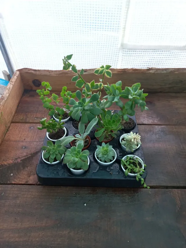Conjunto de 12 Plantas Suculentas Variadas