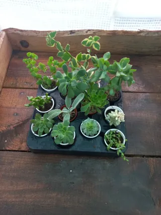 Conjunto de 12 Plantas Suculentas Variadas