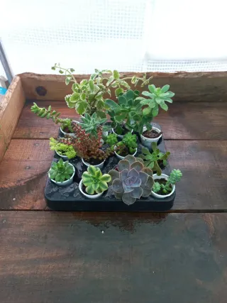 Conjunto de 12 Suculentas Variadas