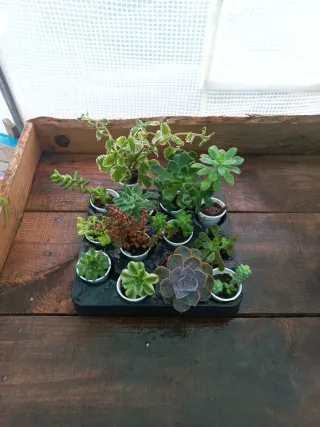 Conjunto de 12 Suculentas Variadas