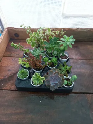 Conjunto de 12 Suculentas Variadas