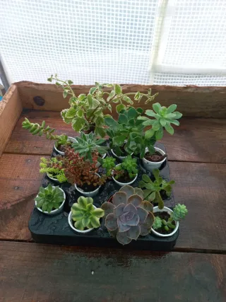 Conjunto de 12 Suculentas Variadas