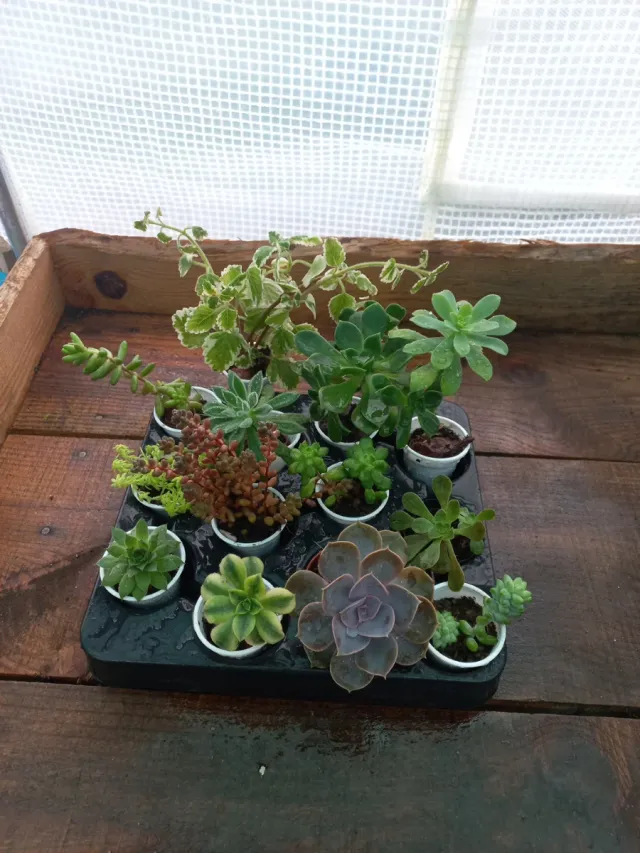 Conjunto de 12 Suculentas Variadas