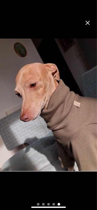 Sudaderas para Galgo Italiano artesanales.