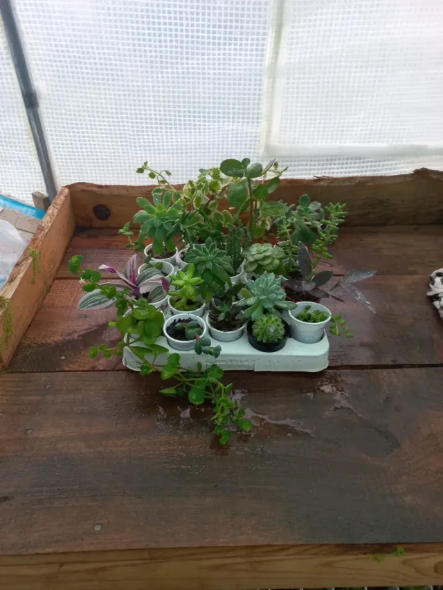 Conjunto de 20 plantas + incenso