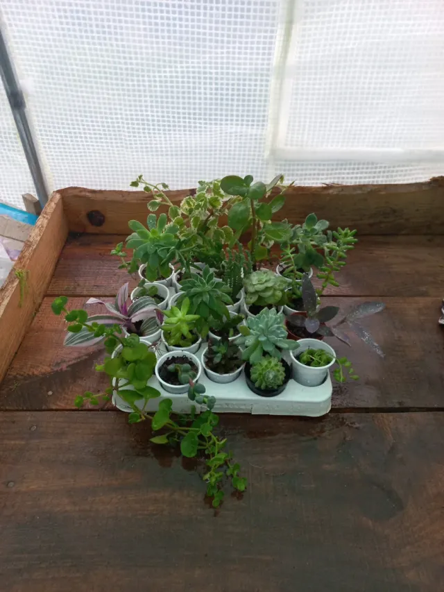Conjunto de 20 plantas + incenso