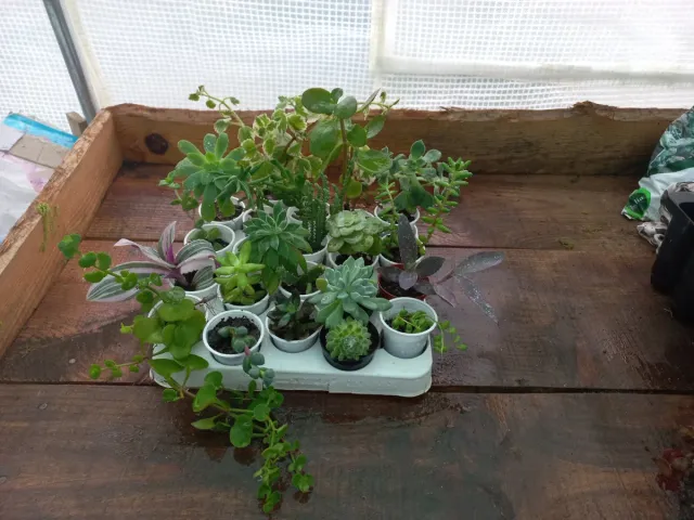 Conjunto de 20 plantas + incenso