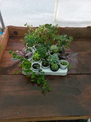 Conjunto de 20 plantas + incenso
