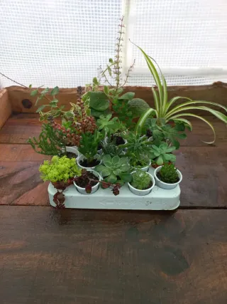 Lote 20 plantas variadas