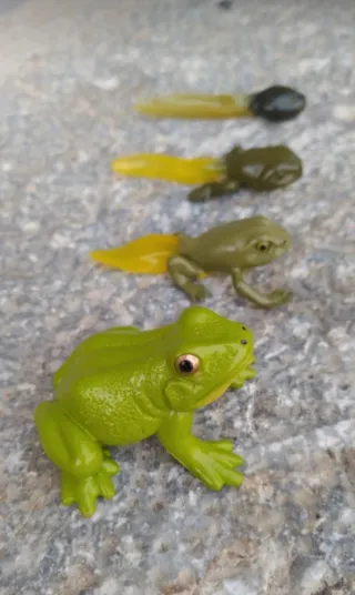 Figuras Metamorfosis Rana (4 piezas)