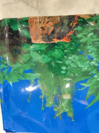 Sfondo per acquario con piante