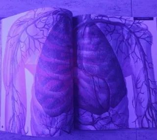 Libro Ilumianatomía