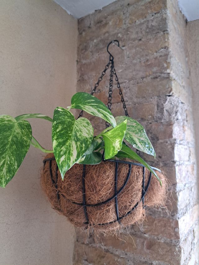 Planta Poto con Cesta Colgante