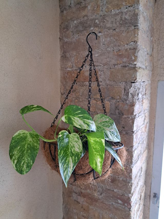 Planta Poto con Cesta Colgante