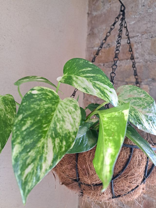 Planta Poto con Cesta Colgante