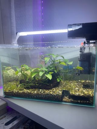 Acuario con depuradora y calentador