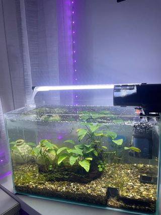 Acuario con depuradora y calentador