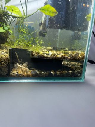 Acuario con depuradora y calentador