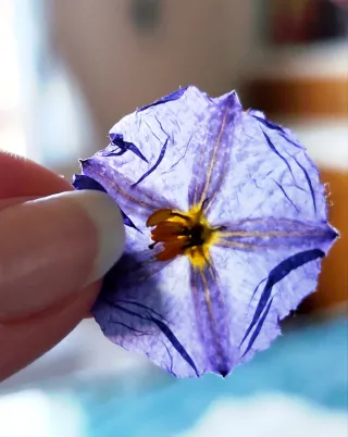 Pendientes y colgante flor natural campanilla