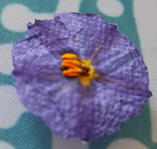 Pendientes y colgante flor natural campanilla