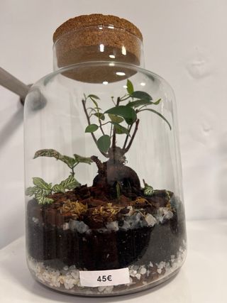 Terrario Ficus Microcarpa 25cm también por encargo