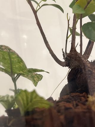 Terrario Ficus Microcarpa 25cm también por encargo