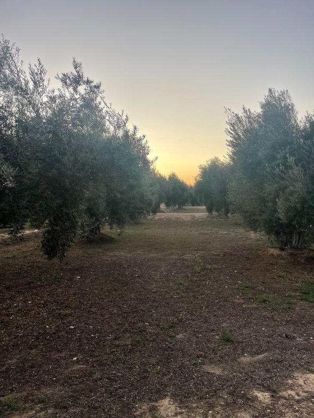 Alquiler 6 tahúllas de olivos