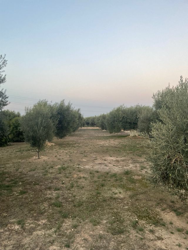 Alquiler 6 tahúllas de olivos