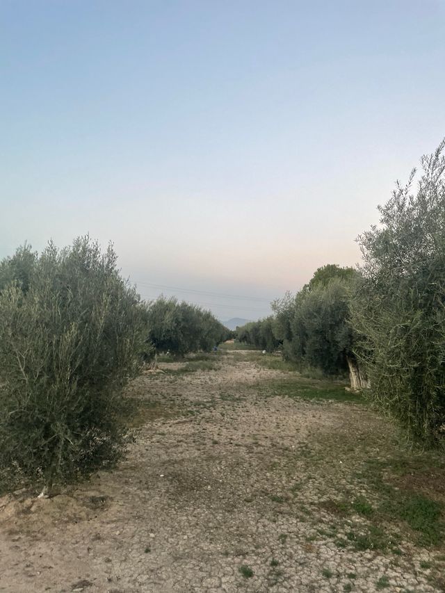 Alquiler 6 tahúllas de olivos