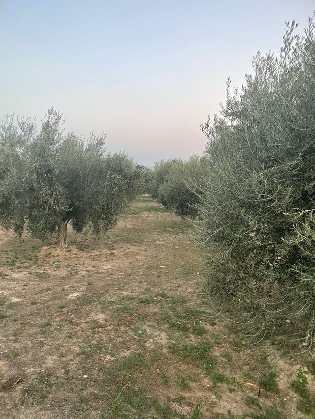 Alquiler 6 tahúllas de olivos