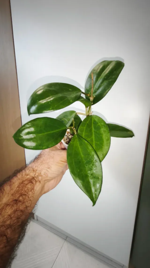 Hoya Incensis Pianta