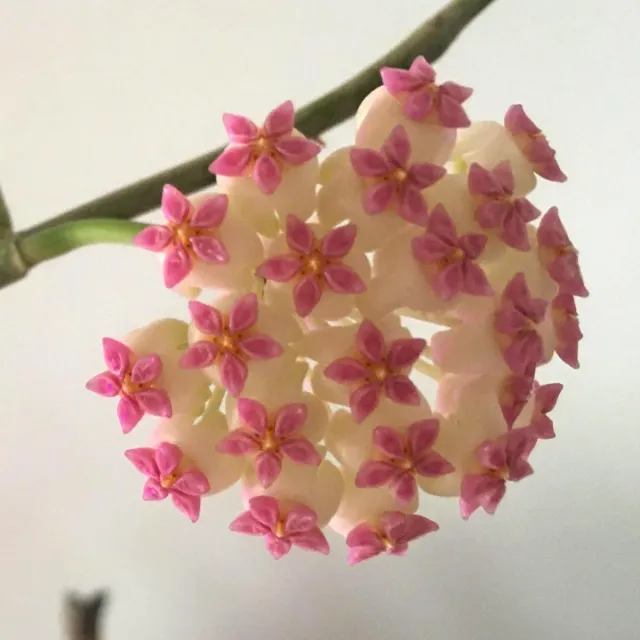 Hoya Incensis Pianta