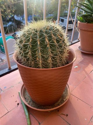 Cactus esférico en maceta