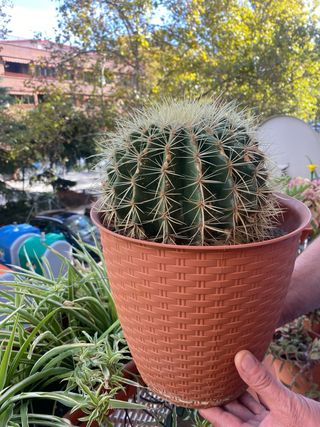 Cactus esférico en maceta