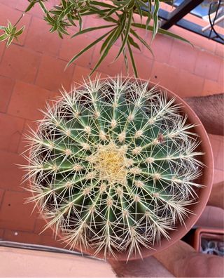 Cactus esférico en maceta